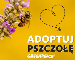 adoptuj pszczole