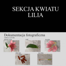 Sekcja kwiatu