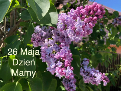 Dzień mamy
